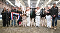 Red and white heifer dazzles judges to take out junior title at Bendigo