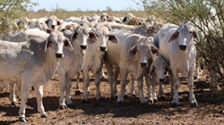 Brookdale heads to auction with 2754 cattle, plant and equipment | Video