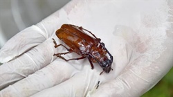 Australia joins a biosecurity battle being waged across South-East Asia