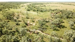 Ernestina Plains sold walk in, walk out at auction with Brahman cattle