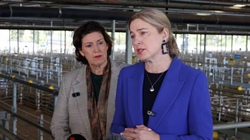Labor finally confirms how $139m live sheep transition package will be spent