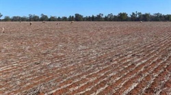 Versatile Hermidale property with cultivation heads to auction on August 13