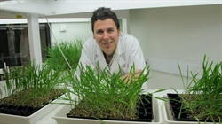 Alarm bells as triple resistant barley fungal disease spreads to the west
