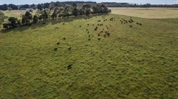 Erinmore offered outstanding grazing backed by reliable rainfall, water