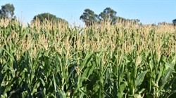 Minor use permit issued for broadleaf herbicide Callisto in maize crops