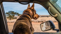 A dog trained with a stick sits under ute, like tax kills drive to succeed