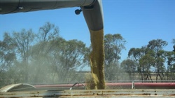 IGC holds firm on global grain production estimates as world record looms