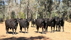 Timbered Morven country for 650-700 breeders with significant carbon income