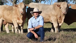 Palgrove sells entire Charolais herd in major shift for seedstock operation