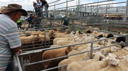 Supply crunch will hold up lamb prices, as market dip waits in the wings