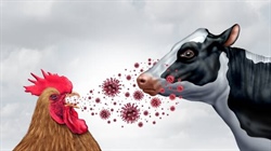 The ongoing costly toll of the bird flu outbreak on US dairy farms revealed