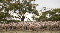 The sheep sustainability tool that's underused: industry's action plan