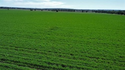 'Rare as hen's teeth' Darling Downs farming, grazing block heads to auction