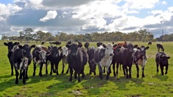 Two prominent Kingston SE farms hit the market for the spring sales