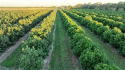 Well-designed, established macadamia orchards nearing mature production