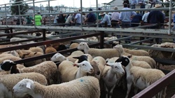 Buyer backlash shows in export figures as lamb prices keep setting records