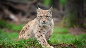 'Recipe for disaster': wild cat release plan mirrors Victoria's dog danger