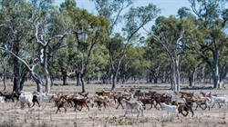 Costly process: goat industry's battle for over-the-counter pain relief