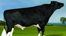 Genomic testing boom unlocks bigger, healthier genetic pool for bulls