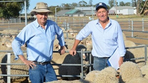 To ASBV or not to ASBV: major Merino productivity project's early insights