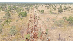 NQ's Twelve Mile Station is proven to run 12,000 adult cattle equivalents