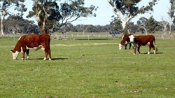 Dependable grazing country on the border with strong pastures up for grabs