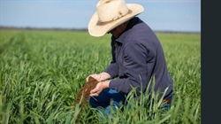 Quality Western Downs farming, cattle country with crops included | Video