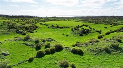 From hilly Upper Murray to the west's volcanic plains, beef property sales