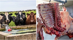 Female cattle slaughter rate closing in on a record, says leading analyst