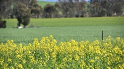 Winter sweet spot pushes ABARES crop estimates up 11pc in just three months