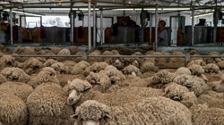 Wool prices on an upward glide: is it a demand surge or a supply crunch?