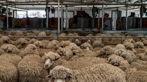 Wool prices on an upward glide: is it a demand surge or a supply crunch?