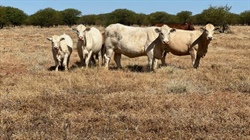 Highly productive black soil downs country with quality cattle and plant