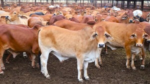 Major cattle Queensland cattle station heads to auction on October 30