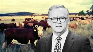 Labor's Ag climate plan released, carbon capture key to it's net-zero dream