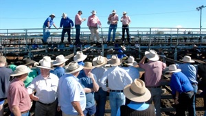 Final chapter as last sale scheduled for Toowoomba's old saleyards