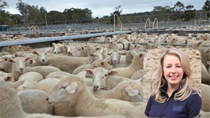 Peak body's plan to unify sheepmeat and wool in 'unprecedented' strategy
