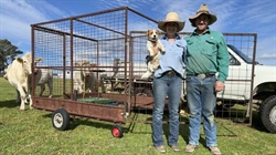 Calf catcher: how a farmer's backyard invention is improving farm safety