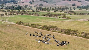 Small farms, big price tags: West Gippsland properties make $15,000 per acre