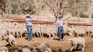 Prepare for dizzy heights: lamb hits lull before climb to $13.50 in 2026