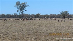 Two handy north western grazing properties on the market after auctions