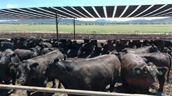 Elders says it may be tempted to sell key asset as feedlot buying interest rises