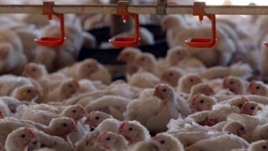 Restructuring the roost: Rumours abound as Ingham's goes on cost-cutting drive