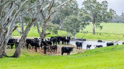 Stapleton: well-watered rolling red gum grazing country for 450 breeders