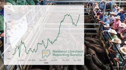 Cattle market heads into 'name your price' territory; records set all round