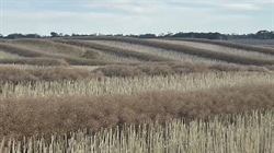 Slowest farmer selling on record as grain producers wait for market lead