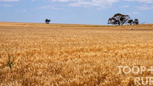 Neighboring Mallee cropping blocks hit the market with lots in common
