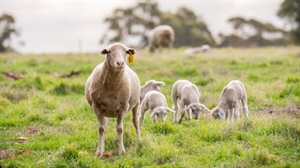 The three developments which sheep producers need to keep an eye on in 2026