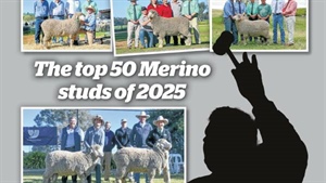 NSW dominates as Australia's top 50 Merino ram studs of 2025 are revealed