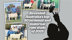 Revealed: Australia's top 50 terminal and maternal ram studs of 2025